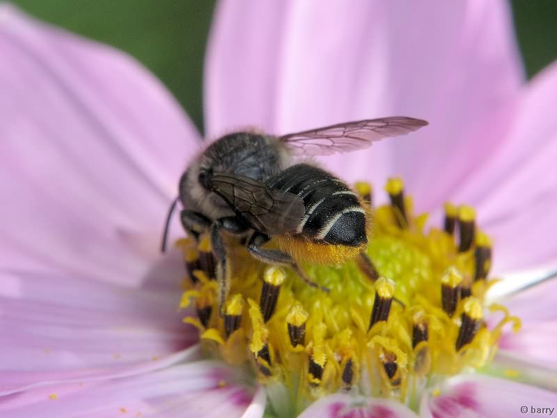 Megachile willughbiella (Kirby, 1802)